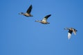 Three Mallard Ducks Flying in a Blue Sky Royalty Free Stock Photo