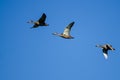 Three Mallard Ducks Flying in a Blue Sky Royalty Free Stock Photo