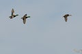 Three Mallard Ducks Flying in a Blue Sky Royalty Free Stock Photo