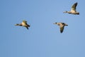 Three Mallard Ducks Flying in a Blue Sky Royalty Free Stock Photo