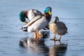 Three Mallard ducks on a frozen lake