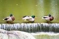 Three mallard ducks sitting on a waterfall in a river Royalty Free Stock Photo