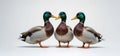 Three Mallard Ducks Standing Together on Clean White Background, Studio Shot Royalty Free Stock Photo