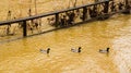 Three Mallard Ducks Swimming Together by a Flooding Roanoke River Royalty Free Stock Photo