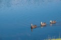 Three mallard ducks, swimming in a tropical lake Royalty Free Stock Photo