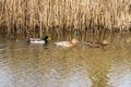 Three mallard ducks swimming Royalty Free Stock Photo