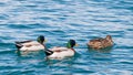 Three Mallard Royalty Free Stock Photo