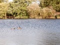 Three mallards one female two male swimming on lake surface in s Royalty Free Stock Photo