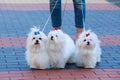 Cute maltese dog