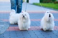 Cute maltese dog