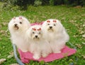 Three Maltese dogs