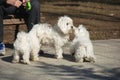 Three maltese dogs playing in the park