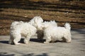 Three maltese dogs playing in the park