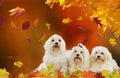 Three maltese dogs in autumn leaves