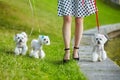 Three Maltese lapdogs on a leash