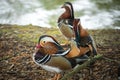 Three Mandarin Duck Royalty Free Stock Photo