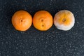 Three mandarin oranges on a black cutting board, one fresh, one going bad, and one very moldy