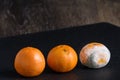 Three mandarin oranges on a black cutting board, one fresh, one going bad, and one very moldy
