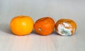 Three mandarins in the drying out stage. A fresh orange, an orange that begins to deteriorate, and spoiled rotten with mold