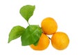 Three mandarins on one branch with green leaves on a white background isolated closeup Royalty Free Stock Photo