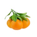 Three mandarins on one branch with green leaves on a white background isolated closeup Royalty Free Stock Photo