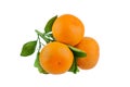 Three mandarins on one branch with green leaves on a white background isolated closeup Royalty Free Stock Photo