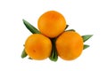 Three mandarins on one branch with green leaves on a white background isolated closeup Royalty Free Stock Photo