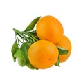 Three mandarins on one branch with green leaves on a white background isolated closeup Royalty Free Stock Photo