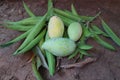 three mangoes on the ground with leaves Royalty Free Stock Photo