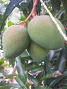 Three mangoes hanging on the tree. Royalty Free Stock Photo