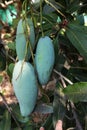 Three mangoes khiaosawoey on it`s tree. Royalty Free Stock Photo