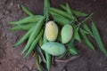 three mangoes on a leaf Royalty Free Stock Photo