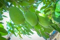 Three Mangoes On Tree With Green Leaves & Branches Royalty Free Stock Photo