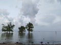 Three mangrove trees in the middle of the sea Royalty Free Stock Photo