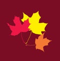 Three maple leaf three colors red orange yellow on a burgundy background