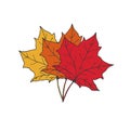 Three maple leaves in different autumn colors red, orange and yellow. Hand drawn botanical elements isolated