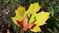 Three maple leaves of different colors and sizes closeup