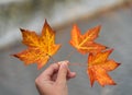 Three maple leaves in hand on abstract background