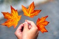 Three maple leaves in hands on abstract background