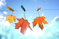 Three maple leaves on a rope on clothespins. Autumn composition on a sky background. Soft blur effect.