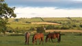 Three Mares Royalty Free Stock Photo