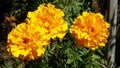 Three mari golds flowers