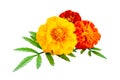 Three marigolds isolated on a white background. French calendula with red and yellow flowers close-up. Marigold flower