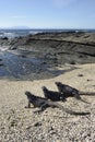 Three Marine Iguana Amblyrhynchus cristatus on a beach, Puerto Egas, Santiago Island, Galapagos Islands Royalty Free Stock Photo