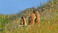 Three marmots in their natural habitat.