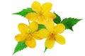 Three Marsh Marigold Yellow wildflowers isolated . Royalty Free Stock Photo