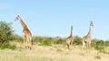 Masai giraffes, Giraffa Camelopardalis Tippelskirchii, in Maasai Mara National Reserve, Kenya