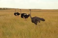 Three Masai ostriches in the Masai Mara in Kenya Royalty Free Stock Photo