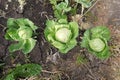 Three mature cabbage heads in the garden Royalty Free Stock Photo