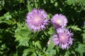 Three mauve flowerheads of Centaurea dealbata in May